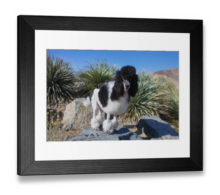 Framed Print : Parti poodle