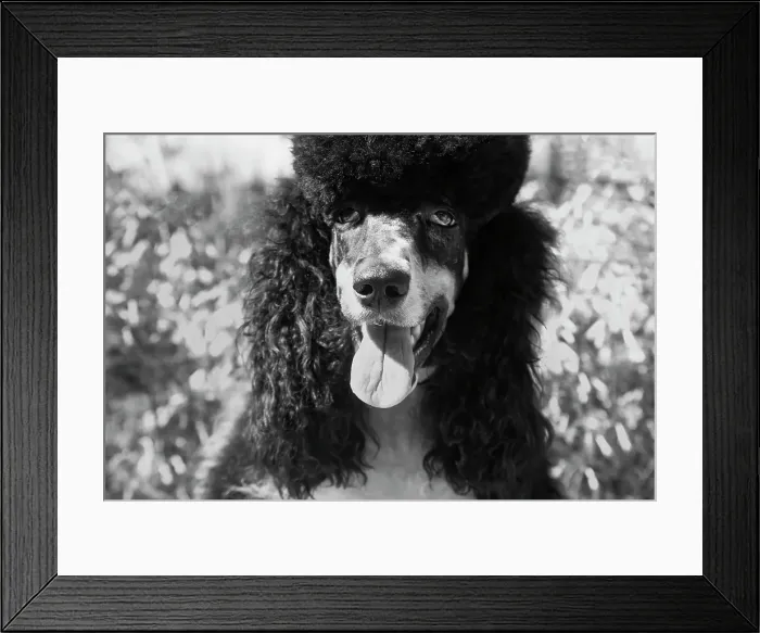 Framed Print : Parti poodle Framed Print : Parti poodle