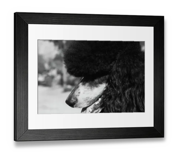Framed Print : Parti poodle Framed Print : Parti poodle