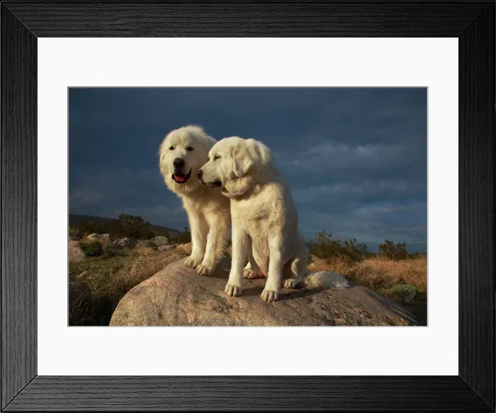 Framed Print : Great Pyrenees on duty Framed Print : Great Pyrenees on duty
