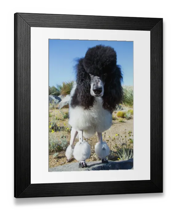 Framed Print : Parti poodle