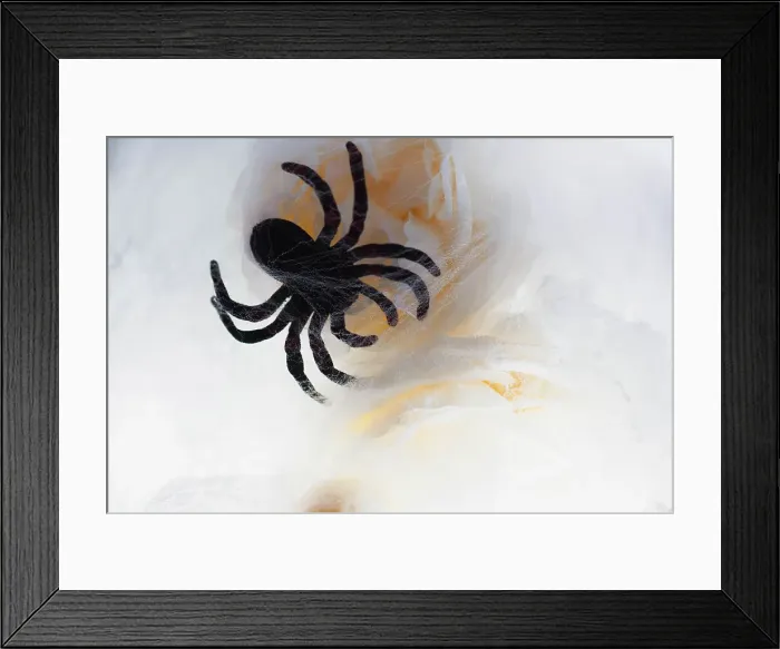 Framed Print : Spiders and light Framed Print : Spiders and light