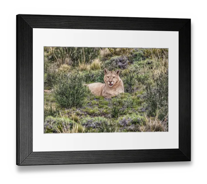 Framed Print : Torres del Paine puma, Chile Framed Print : Torres del Paine puma, Chile