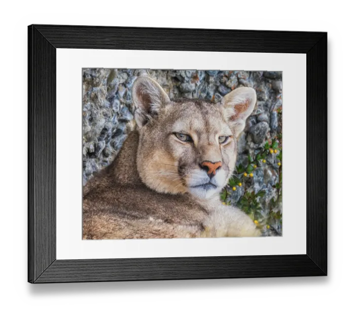 Framed Print : Torres del Paine puma face, Chile