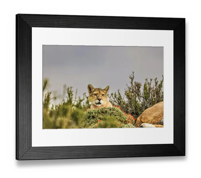 Framed Print : Torres del Paine puma head, Chile