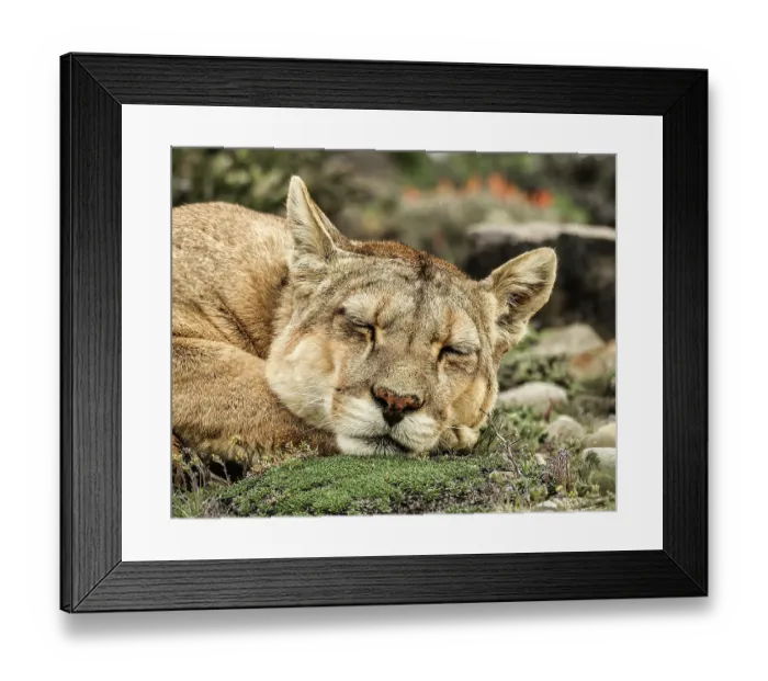 Framed Print : Torres del Paine puma sleeping, Chile