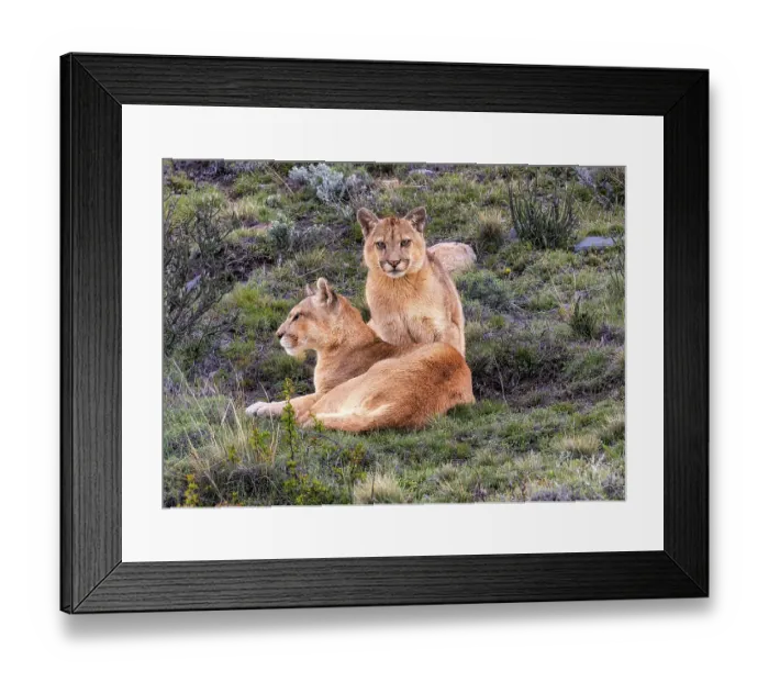 Framed Print : Torres del Paine pumas, Chile Framed Print : Torres del Paine pumas, Chile