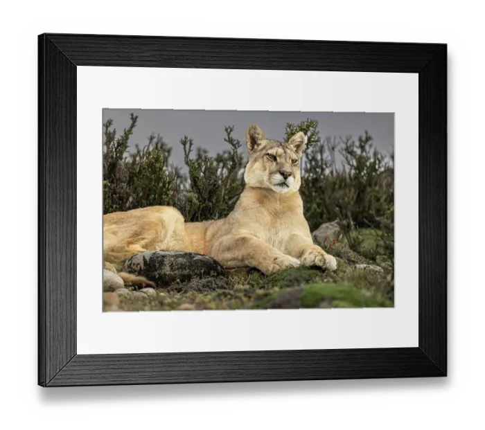 Framed Print : Torres del Paine puma, Chile