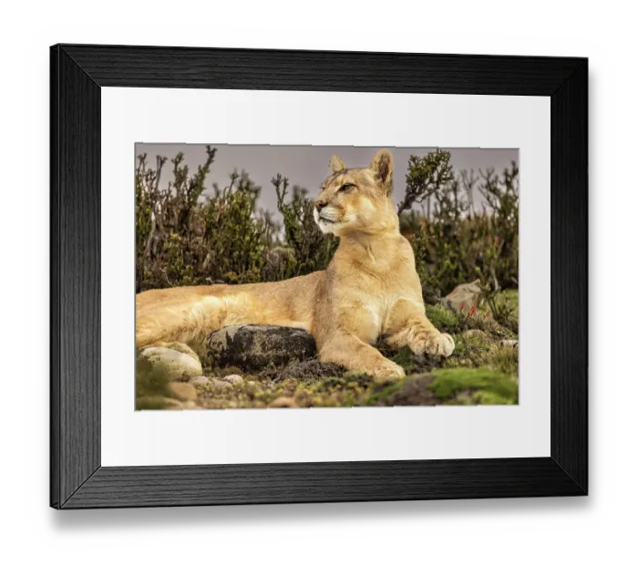 Framed Print : Torres del Paine puma resting, Chile