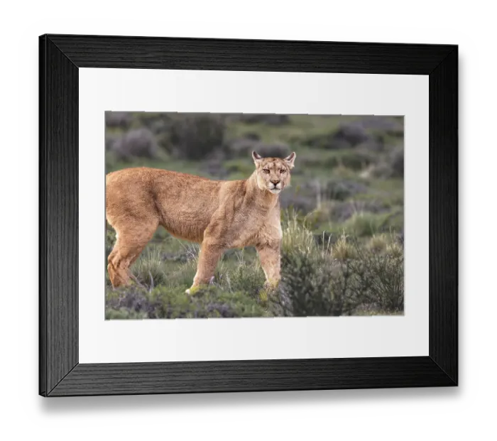 Framed Print : Torres del Paine hunting puma, Chile Framed Print : Torres del Paine hunting puma, Chile