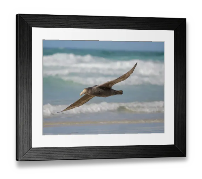 Framed Print : Southern giant petrel in flight over the coastline of Saunders Island scouring for food. South America, Falkland Islands Framed Print : Southern giant petrel in flight over the coastline of Saunders Island scouring for food. South America, Falkland Islands