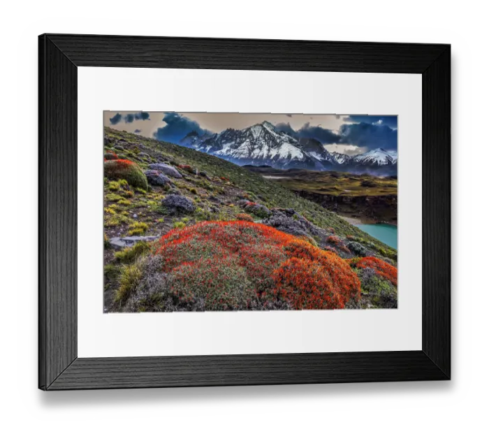 Framed Print : Torres del Paine guanaco plant, Chile Framed Print : Torres del Paine guanaco plant, Chile
