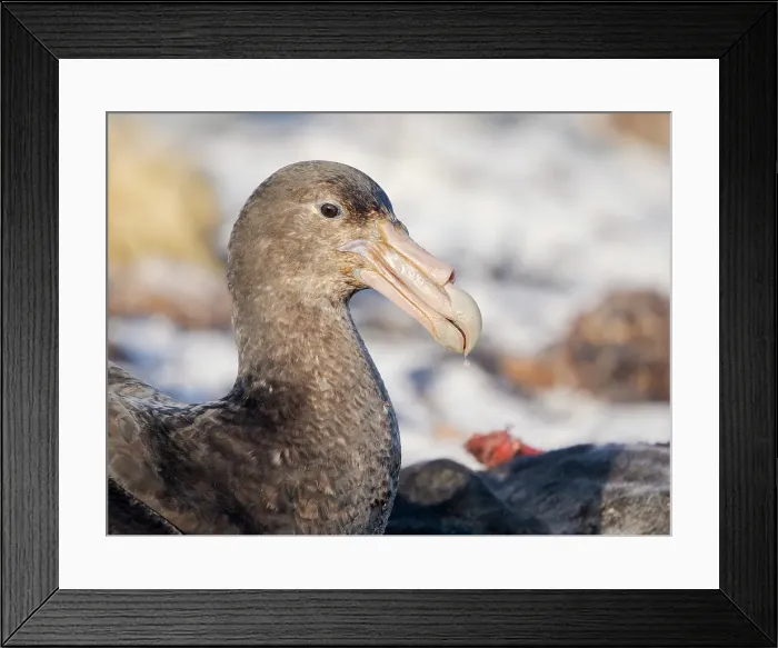 Framed Print : Southern giant petrel at a carcass of a southern elephant seal pup on Sea Lion Island. South America, Falkland Islands Framed Print : Southern giant petrel at a carcass of a southern elephant seal pup on Sea Lion Island. South America, Falkland Islands