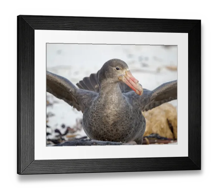Framed Print : Southern giant petrel at a carcass of a southern elephant seal pup on Sea Lion Island. South America, Falkland Islands Framed Print : Southern giant petrel at a carcass of a southern elephant seal pup on Sea Lion Island. South America, Falkland Islands