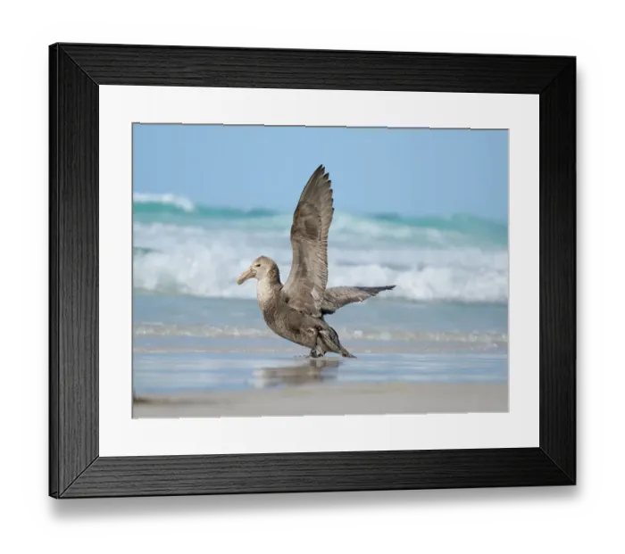 Framed Print : Southern giant petrel on Saunders Island. South America, Falkland Islands