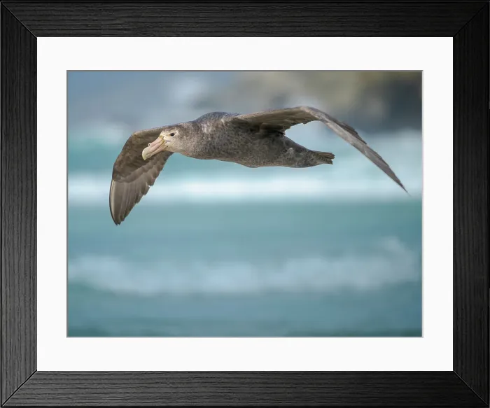 Framed Print : Southern giant petrel in flight over the coastline of Saunders Island scouring for food. South America, Falkland Islands
