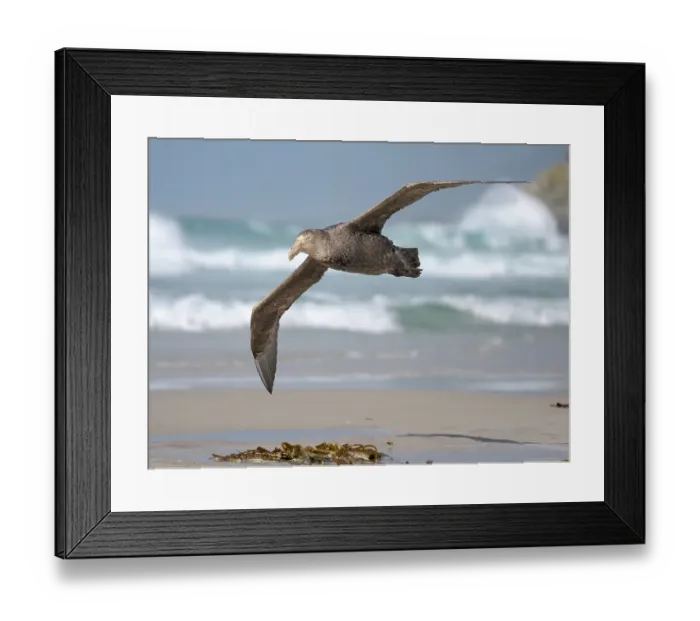 Framed Print : Southern giant petrel in flight over the coastline of Saunders Island scouring for food. South America, Falkland Islands Framed Print : Southern giant petrel in flight over the coastline of Saunders Island scouring for food. South America, Falkland Islands