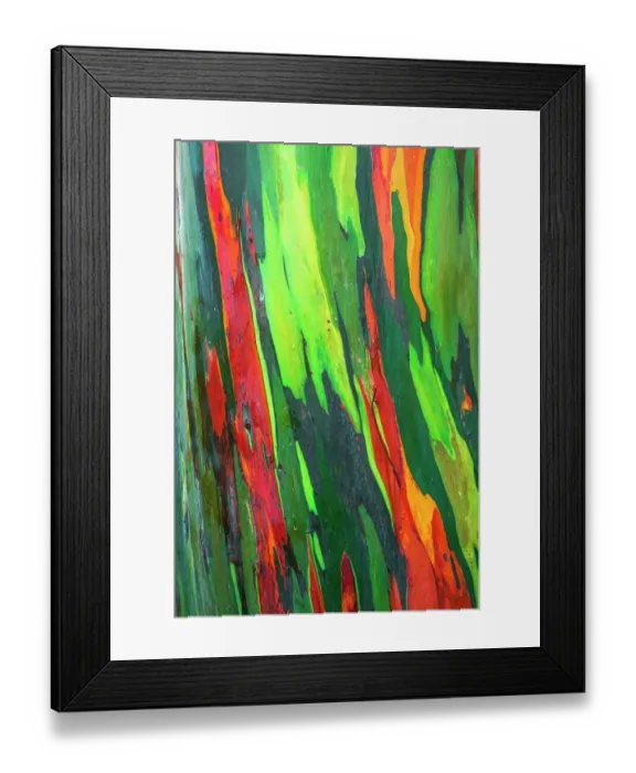 Framed Print : Rainbow Eucalyptus, Arenal Volcano National Park, Alajuela Province, Costa Rica Framed Print : Rainbow Eucalyptus, Arenal Volcano National Park, Alajuela Province, Costa Rica