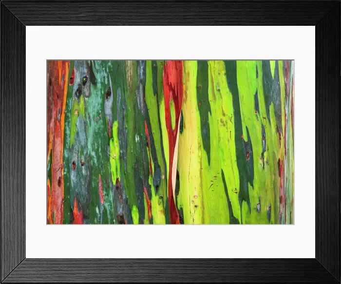 Framed Print : Rainbow Eucalyptus, Arenal Volcano National Park, Alajuela Province, Costa Rica