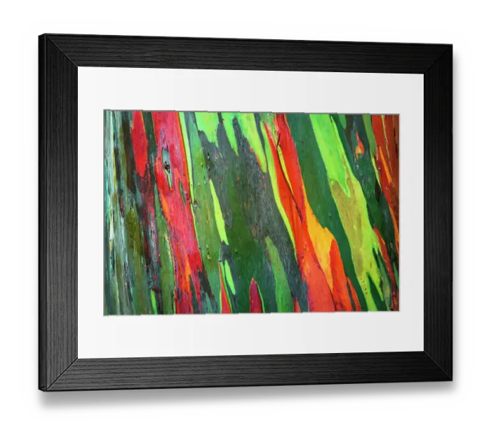 Framed Print : Rainbow Eucalyptus, Arenal Volcano National Park, Alajuela Province, Costa Rica Framed Print : Rainbow Eucalyptus, Arenal Volcano National Park, Alajuela Province, Costa Rica