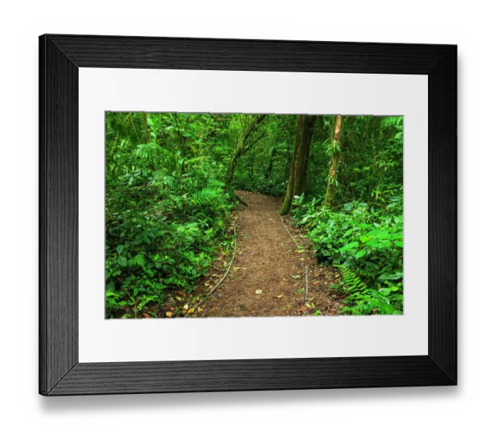 Framed Print : Trail in the Monte Verde Cloud Forest Preserve, Alajuela Province, Costa Rica