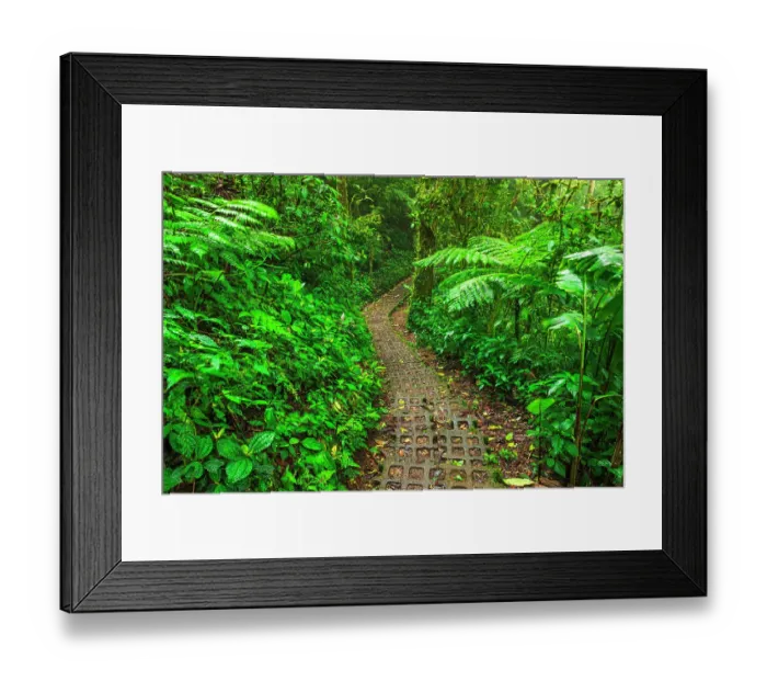 Framed Print : Forest trail at the Monte Verde Cloud Forest Preserve, Alajuela Province, Costa Rica Framed Print : Forest trail at the Monte Verde Cloud Forest Preserve, Alajuela Province, Costa Rica