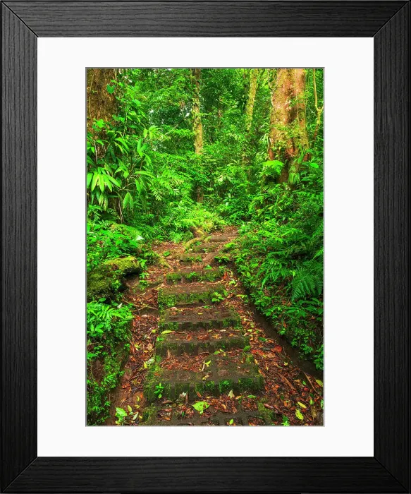 Framed Print : Forest trail at the Monte Verde Cloud Forest Preserve, Alajuela Province, Costa Rica Framed Print : Forest trail at the Monte Verde Cloud Forest Preserve, Alajuela Province, Costa Rica