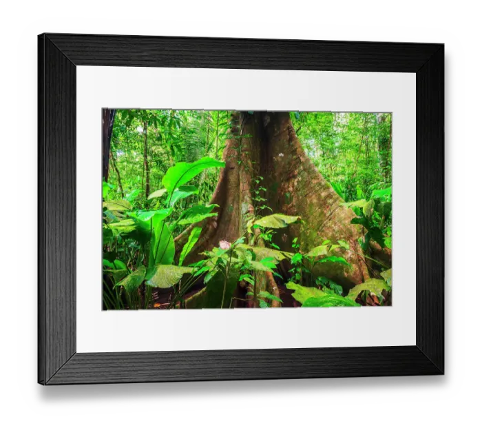 Framed Print : Ceiba tree, Carara National Park, Puntarenas Province, Costa Rica Framed Print : Ceiba tree, Carara National Park, Puntarenas Province, Costa Rica