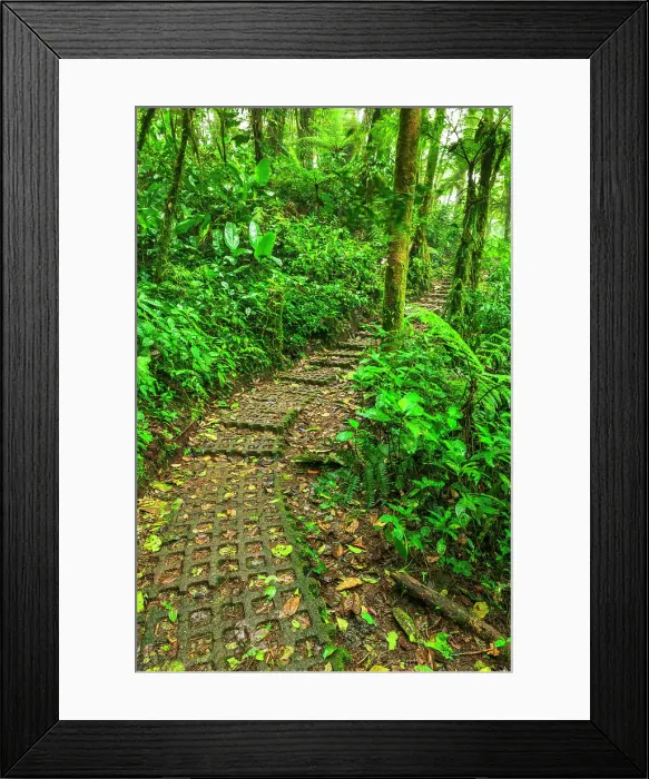 Framed Print : Forest trail at the Monte Verde Cloud Forest Preserve, Alajuela Province, Costa Rica Framed Print : Forest trail at the Monte Verde Cloud Forest Preserve, Alajuela Province, Costa Rica