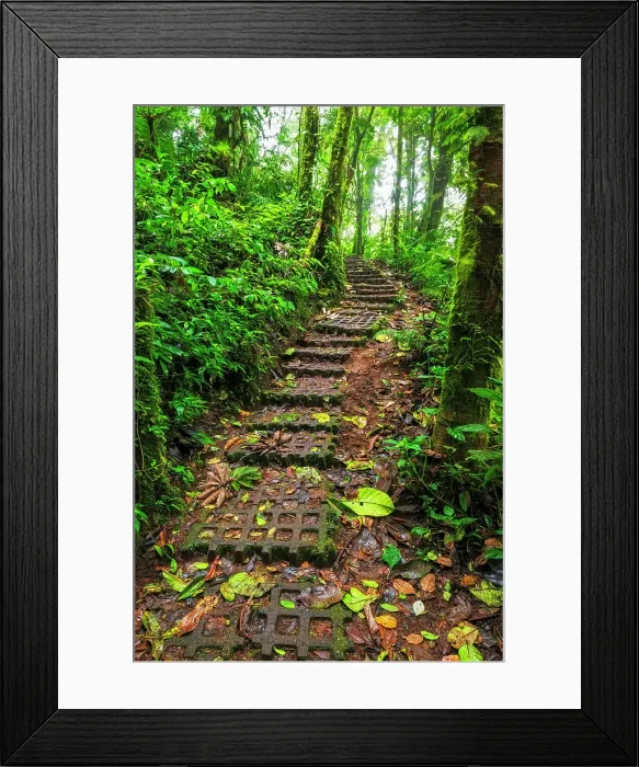 Framed Print : Forest trail at the Monte Verde Cloud Forest Preserve, Alajuela Province, Costa Rica Framed Print : Forest trail at the Monte Verde Cloud Forest Preserve, Alajuela Province, Costa Rica