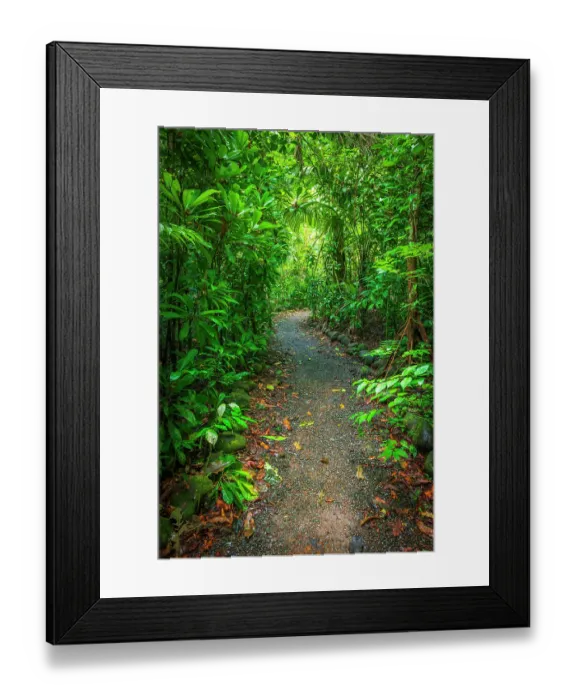 Framed Print : Rainforest trail, Carara National Park, Puntarenas Province, Costa Rica Framed Print : Rainforest trail, Carara National Park, Puntarenas Province, Costa Rica
