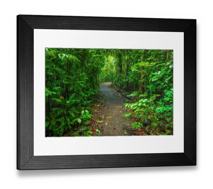 Framed Print : Rainforest trail, Carara National Park, Puntarenas Province, Costa Rica