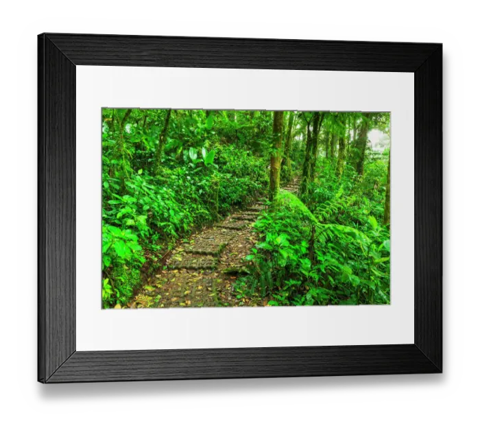 Framed Print : Forest trail at the Monte Verde Cloud Forest Preserve, Alajuela Province, Costa Rica Framed Print : Forest trail at the Monte Verde Cloud Forest Preserve, Alajuela Province, Costa Rica