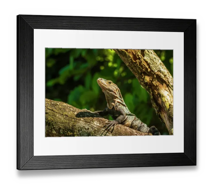 Framed Print : Iguana Manuel Antonio National Park, Puntarenas Province, Quepos, Costa Rica Framed Print : Iguana Manuel Antonio National Park, Puntarenas Province, Quepos, Costa Rica