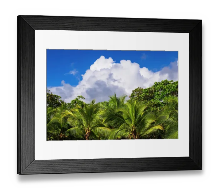 Framed Print : Clouds over coconut palms at Playa Matapalo, Puntarenas Province, Costa Rica Framed Print : Clouds over coconut palms at Playa Matapalo, Puntarenas Province, Costa Rica