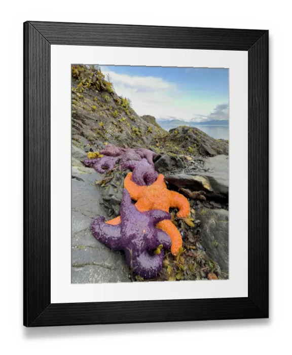 Framed Print : Purple and orange starfish on shore at low tide, Alaska, USA Framed Print : Purple and orange starfish on shore at low tide, Alaska, USA