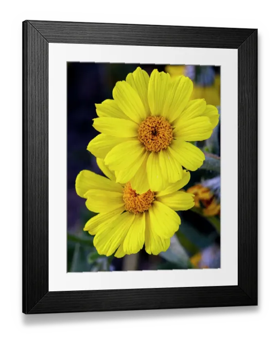 Framed Print : Desert gold wildflowers blooming in Death Valley National Park, California, USA. (Editorial Use Only) Framed Print : Desert gold wildflowers blooming in Death Valley National Park, California, USA. (Editorial Use Only)