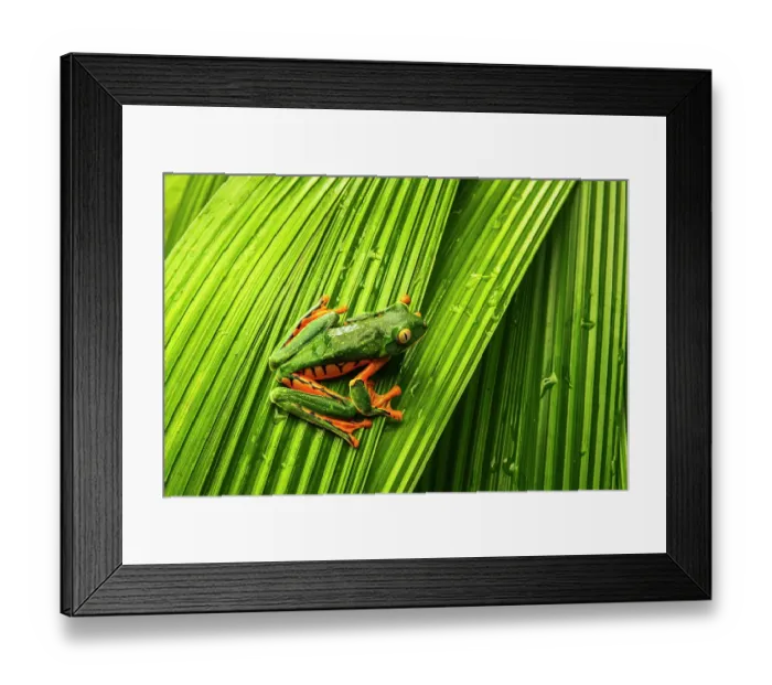 Framed Print : Yellow-eyed tree frog, La Paz Waterfall Gardens, Alajuela Province, Costa Rica