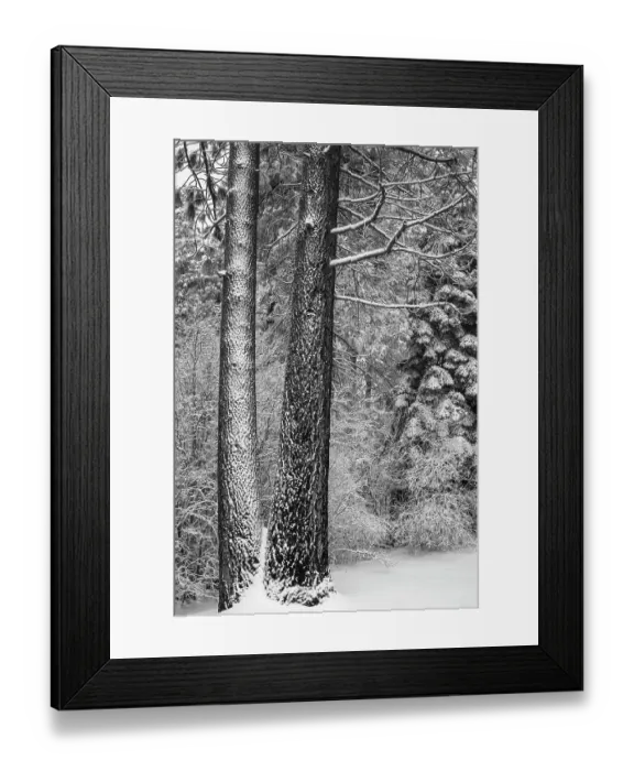 Framed Print : Snow covered pines, Green Valley Lake, California, USA