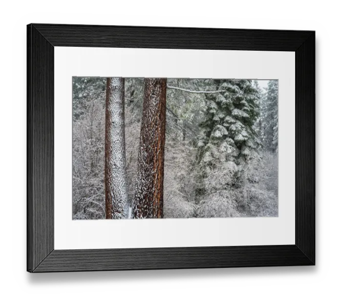 Framed Print : Snow covered pines, Green Valley Lake, California, USA Framed Print : Snow covered pines, Green Valley Lake, California, USA