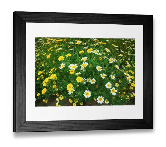 Framed Print : Wildflowers in Harmon Canyon Preserve, Ventura, California, USA