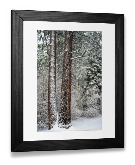 Framed Print : Snow covered pines, Green Valley Lake, California, USA Framed Print : Snow covered pines, Green Valley Lake, California, USA