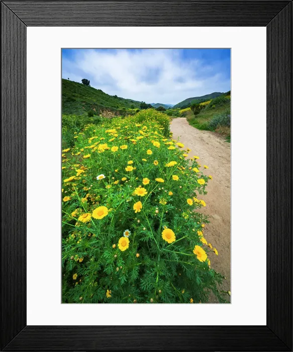 Framed Print : Wildflowers in Harmon Canyon Preserve, Ventura, California, USA