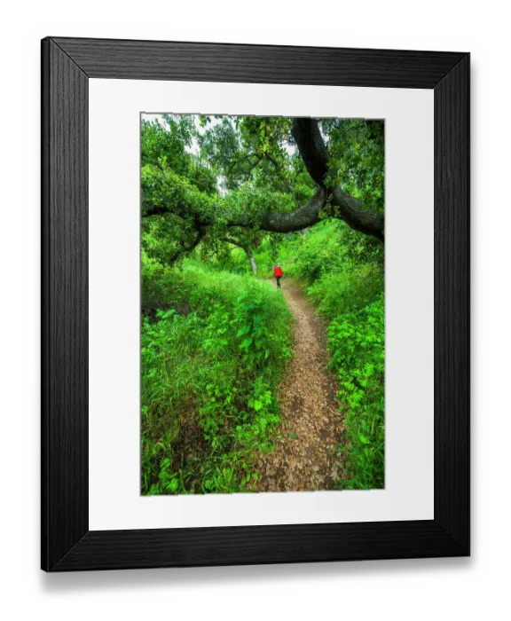 Framed Print : Woman hiking through coast live oaks in Harmon Canyon Preserve, Ventura, California, USA. (MR) Framed Print : Woman hiking through coast live oaks in Harmon Canyon Preserve, Ventura, California, USA. (MR)