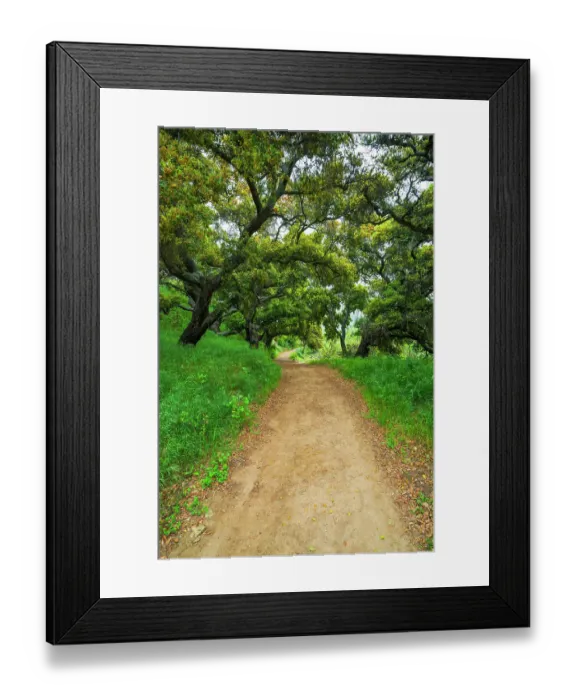 Framed Print : Coast live oaks in Harmon Canyon Preserve, Ventura, California, USA Framed Print : Coast live oaks in Harmon Canyon Preserve, Ventura, California, USA