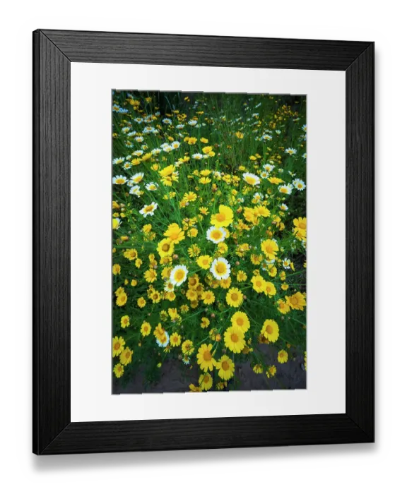 Framed Print : Wildflowers in Harmon Canyon Preserve, Ventura, California, USA