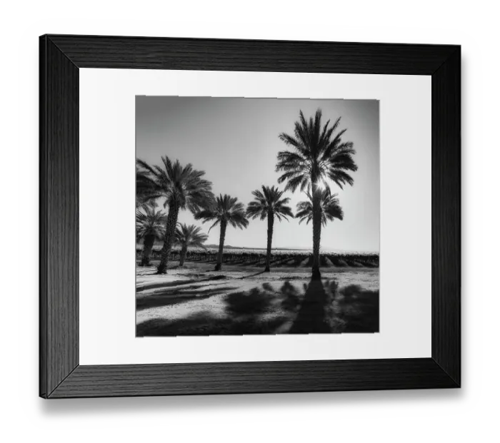 Framed Print : Date Palms, California Framed Print : Date Palms, California