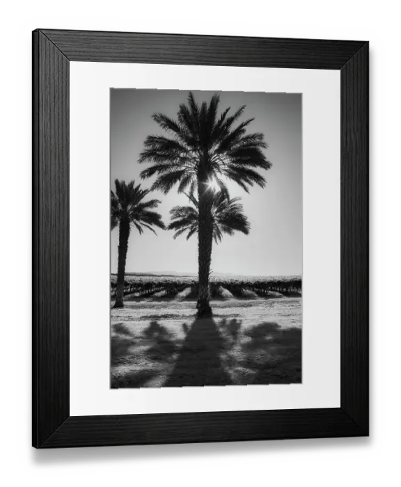 Framed Print : Date Palms, California Framed Print : Date Palms, California