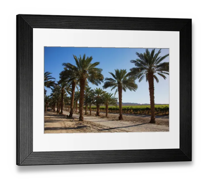 Framed Print : Date Palms, California Framed Print : Date Palms, California