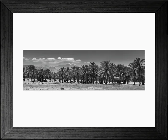Framed Print : Cattle among Date Palms, Coachella Valley, California, USA